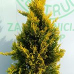 Cyprusovec leylandský (Cupressocyparis leylandii) ´GOLD RIDER´ - výška 140-160 cm, kont. C18/35L